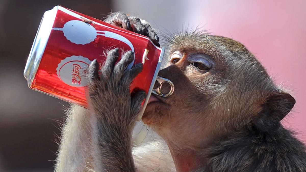 Cola Zero проти федерального бюджету: як Берлін мало не обклав податком напій без цукру