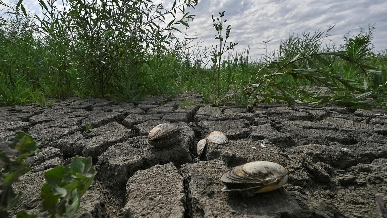 Три роки після підриву Каховської греблі: ліс на місці водосховища і мільйони без води