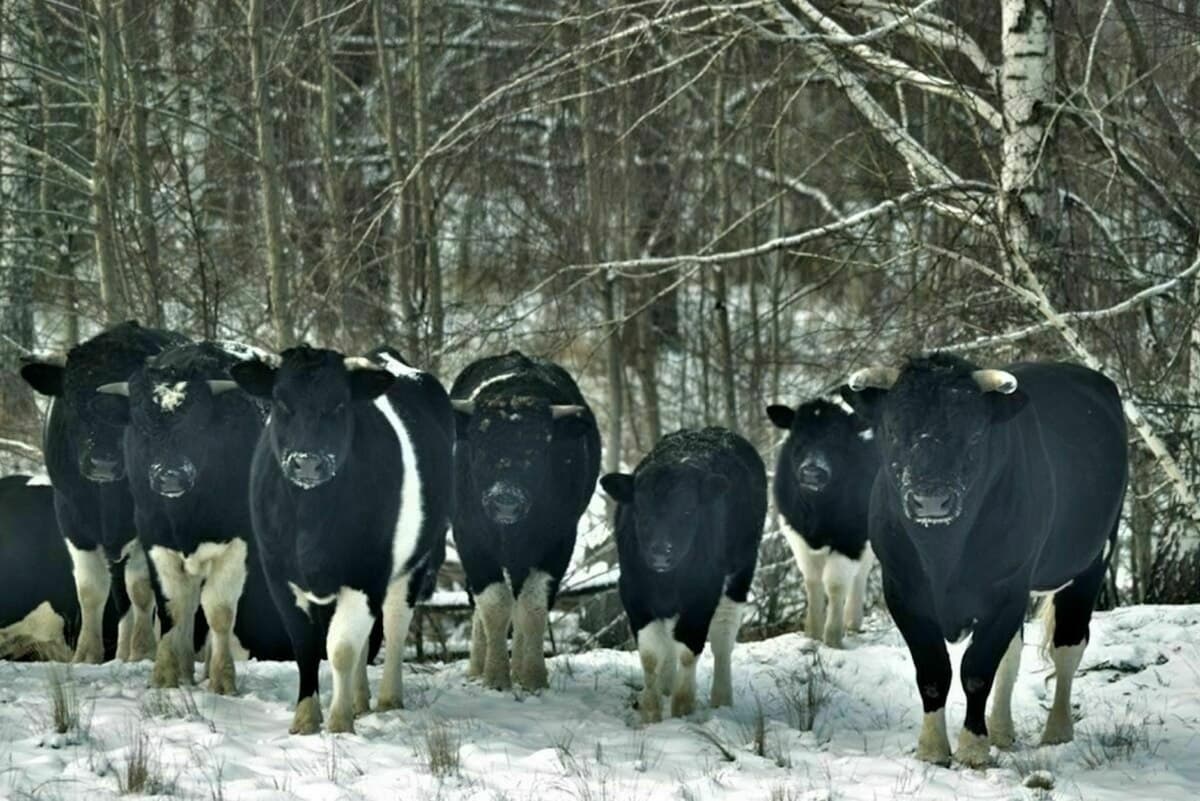 Сорок років після Чорнобиля: як покинуті корови одичали в зоні відчуження