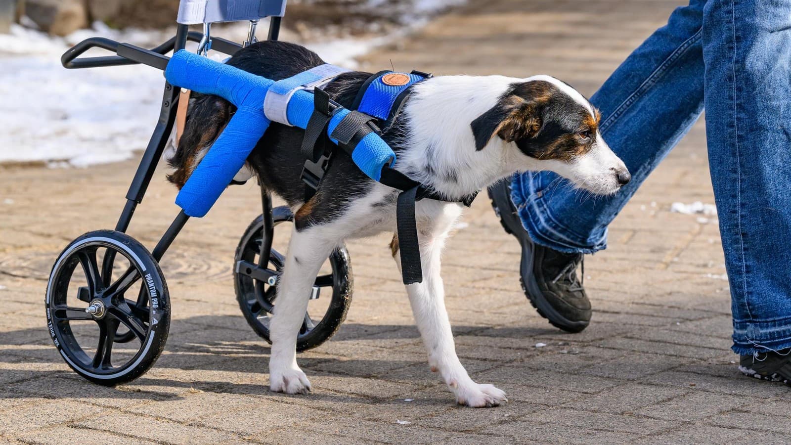 Притулок під Берліном рятує травмованих собак з України