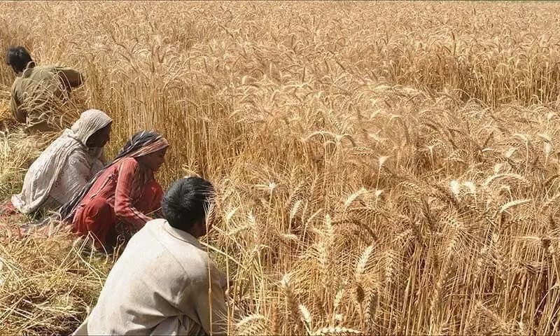 Пшенична криза Пакистану: дефіцит врожаю, спекулянти і хаос у закупівлях