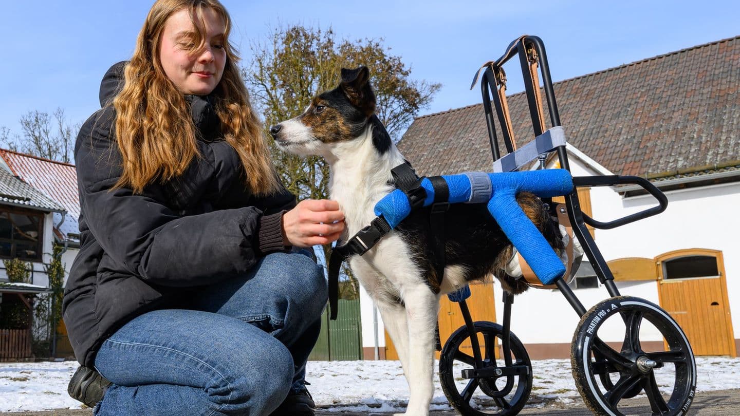Вдячність на чотирьох лапах: травмовані собаки з України рятуються поблизу Берліна