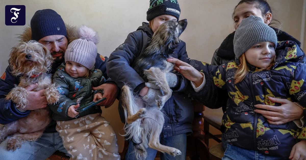 Зима в кафе зі свинями: як кияни виживають без тепла і світла