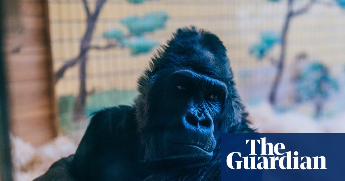 Київський зоопарк бореться з відключеннями та обстрілами, щоб зігріти тварин